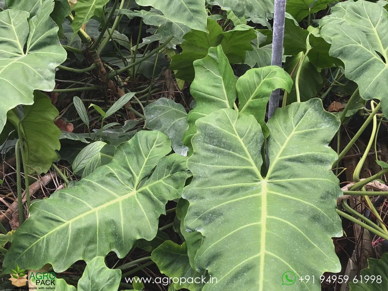 Philodendron-simmondsii4