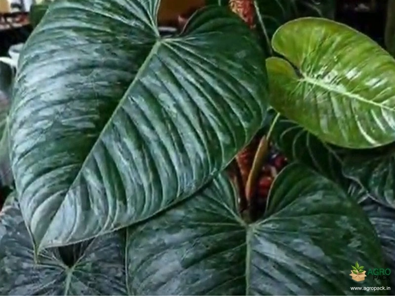 Philodendron-sodiroi1