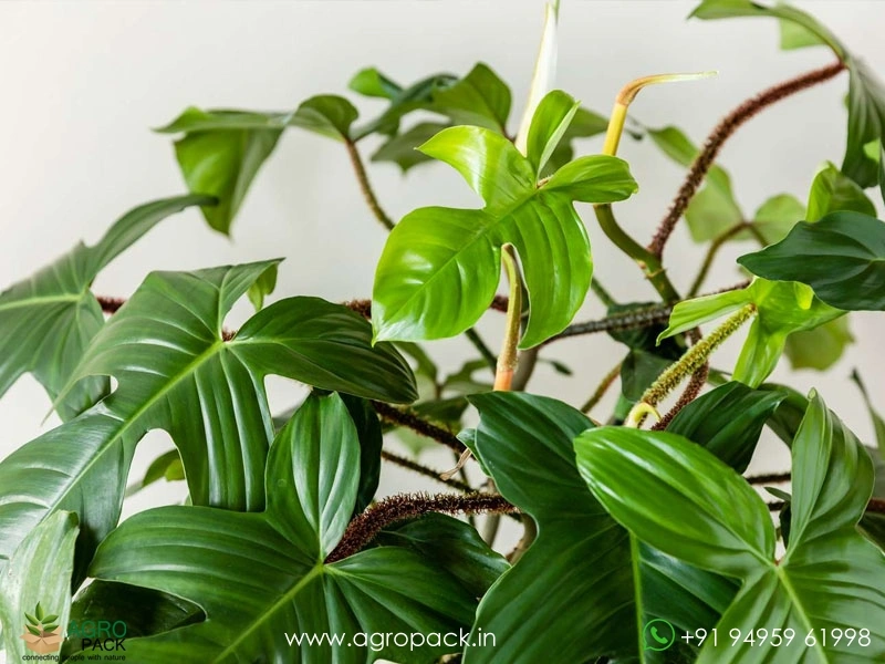 Philodendron-squamiferum3