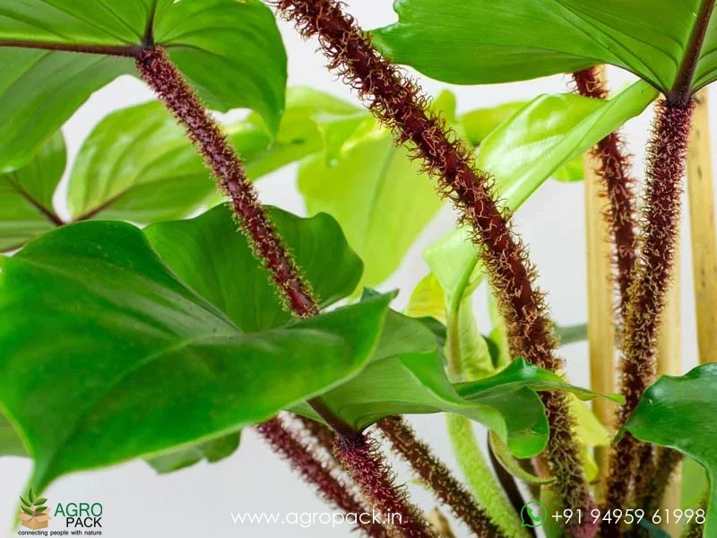Philodendron-squamiferum4