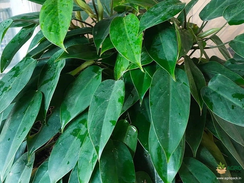 Philodendron-temptation1