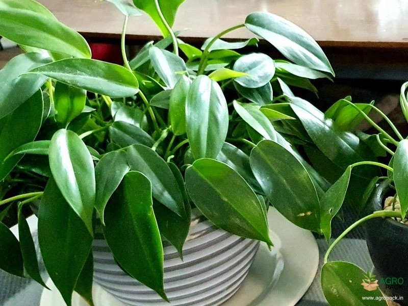 Philodendron-temptation2
