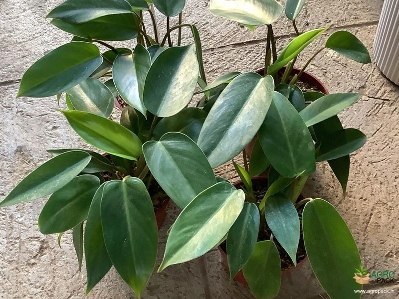 Philodendron-temptation3