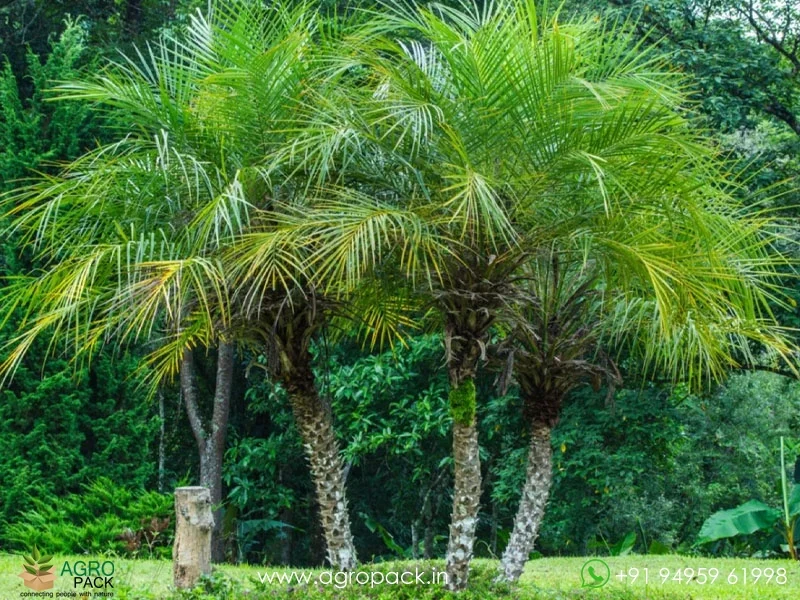Phoenix-roebelenii-Pygmy-Date-Palm1