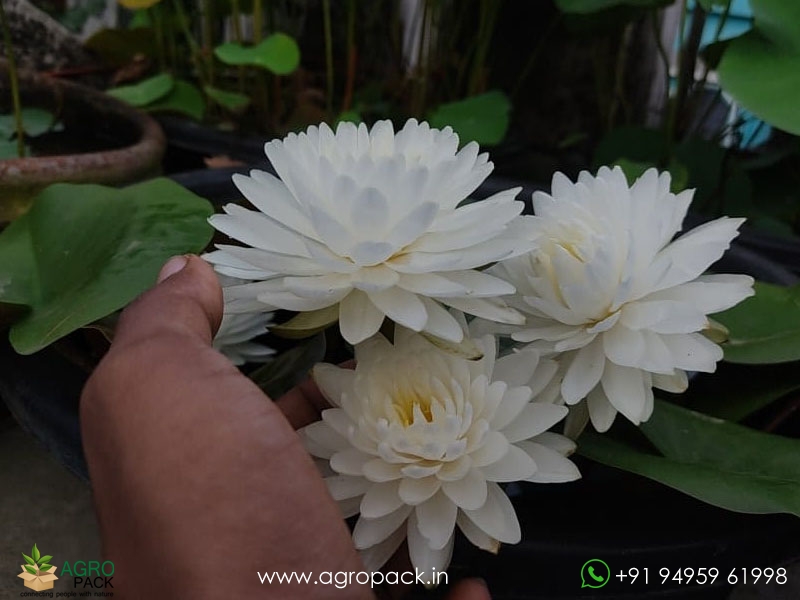 Phuttakun-Water-Lily3