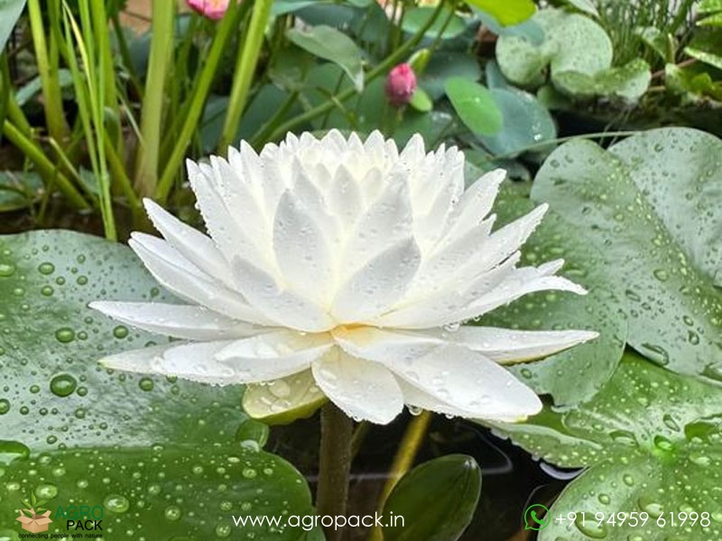 Phuttakun-Water-Lily4