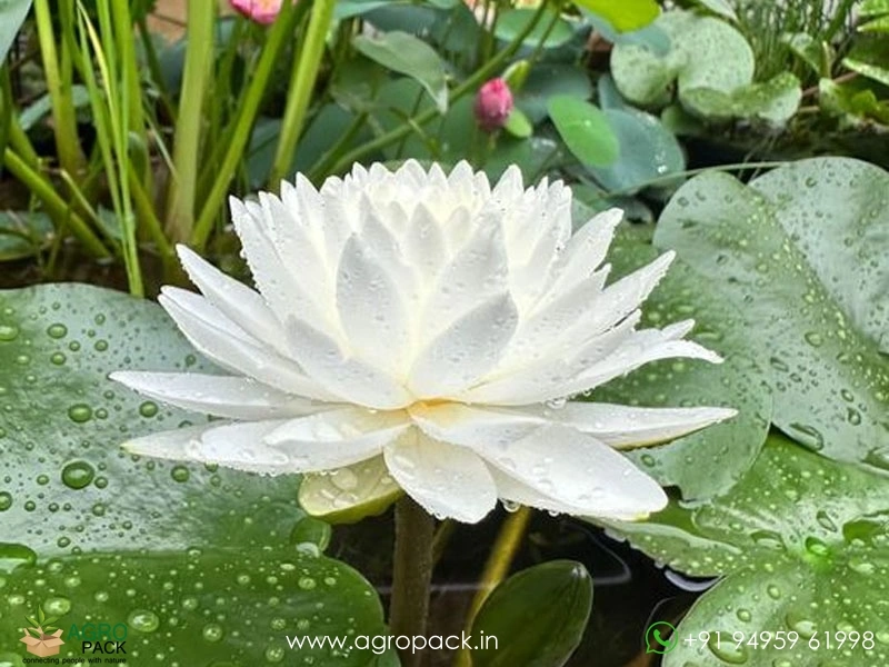 Phuttakun-Water-Lily4