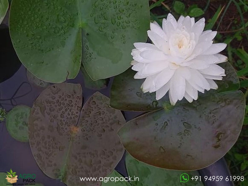 Phuttakun-Water-Lily5