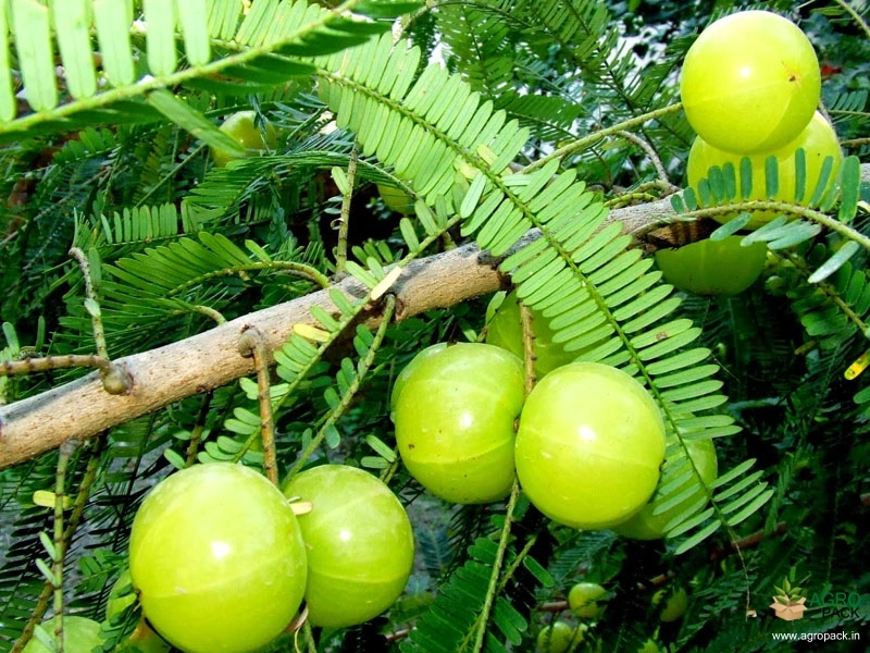 Phyllanthus-Emblica3