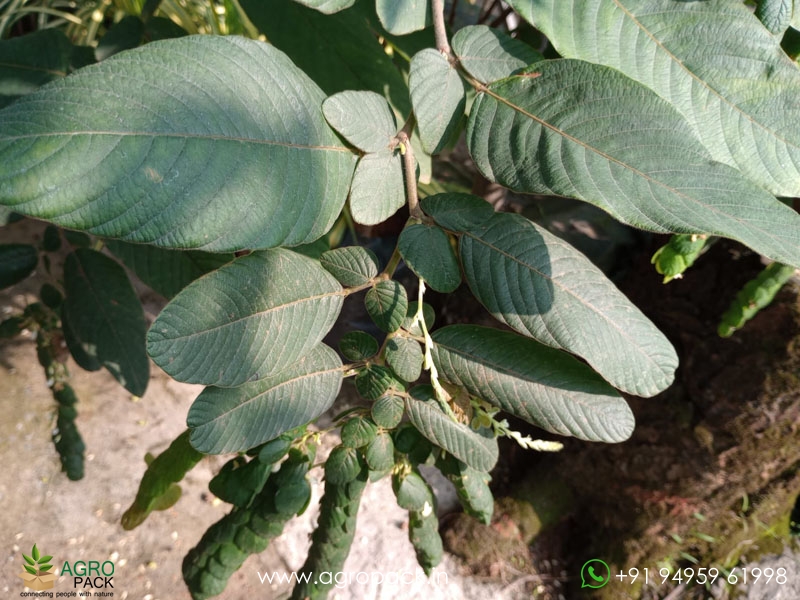 Phyllodium-pulchellum2