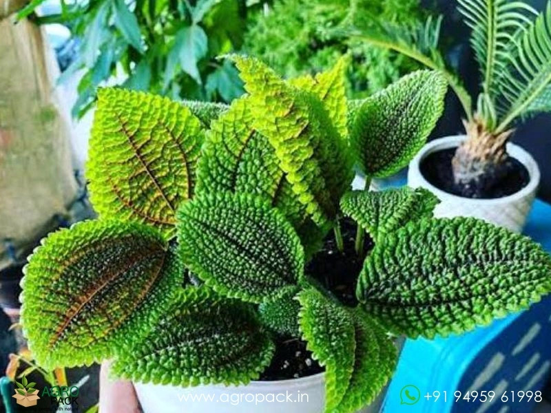 Pilea1