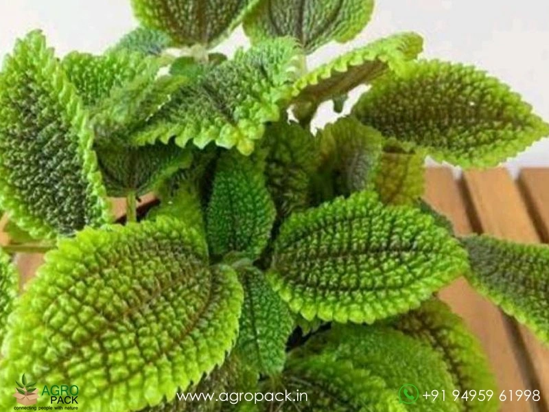 Pilea2