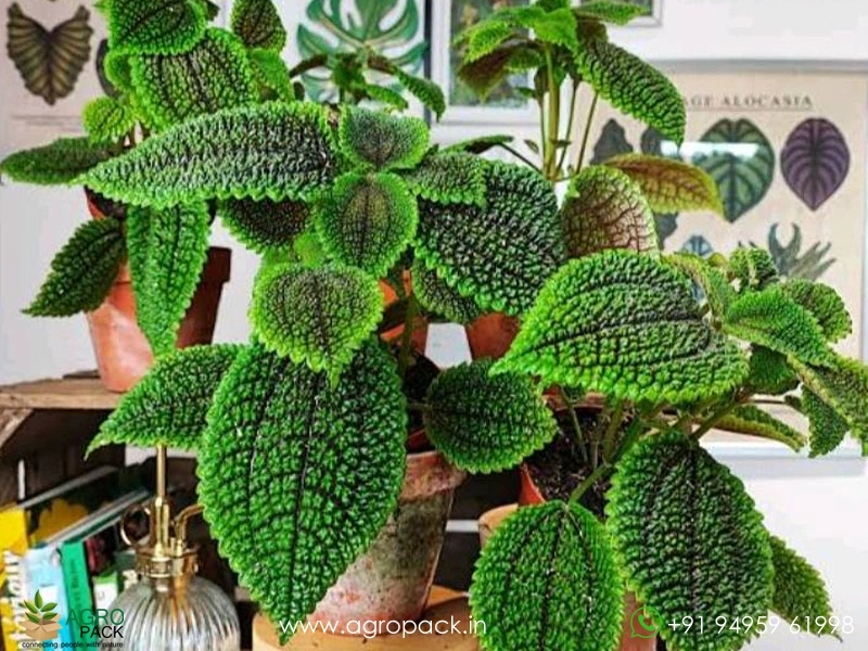 Pilea3