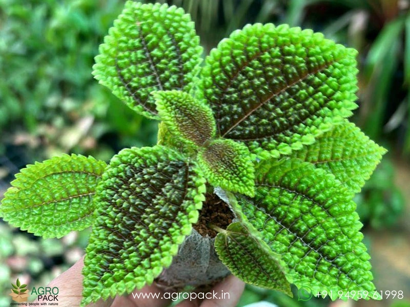 Pilea4