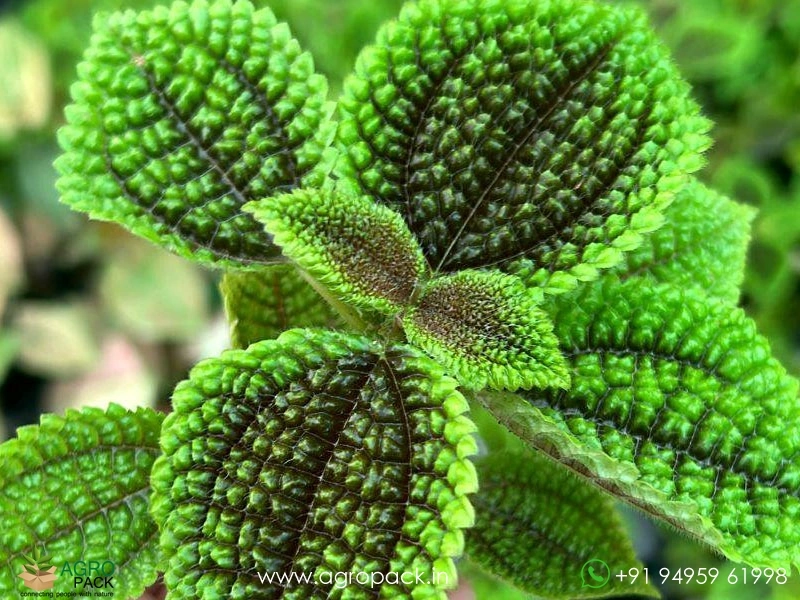Pilea5