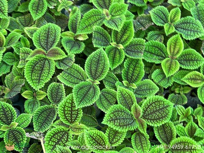 Pilea6