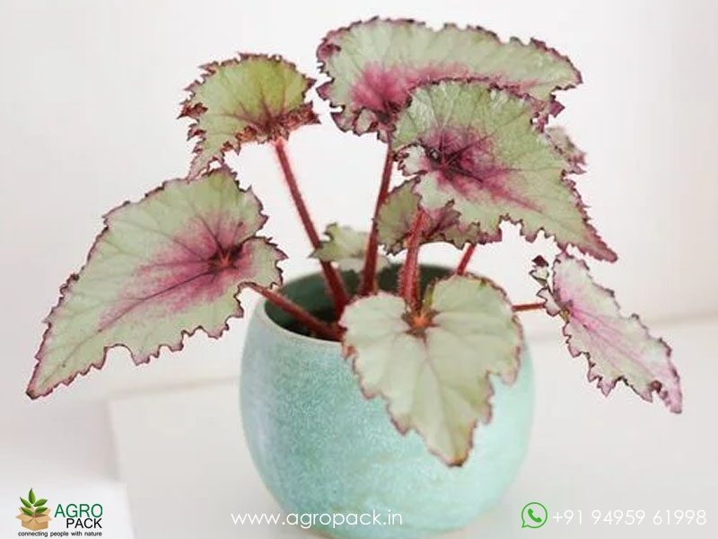Pink-Charming-Rex-Begonia1