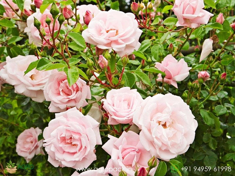 Pink-Climbing-Rose1