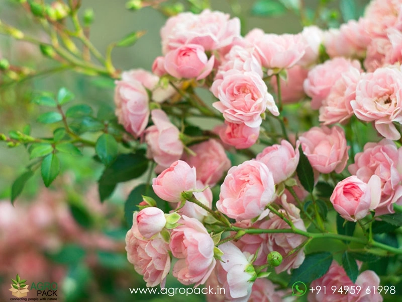Pink-Climbing-Rose5