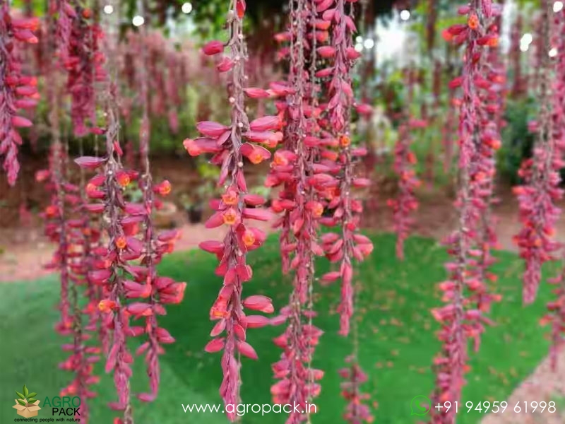 Pink-Indian-clock-vine1