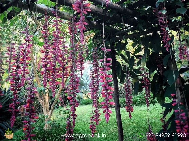 Pink-Indian-clock-vine2