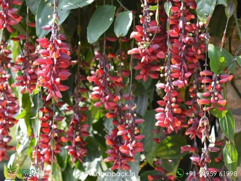Pink-Indian-clock-vine3