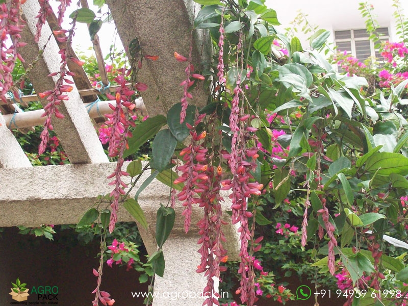 Pink-Indian-clock-vine4