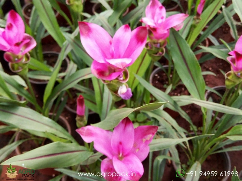 Pink-Siam-Tulip1