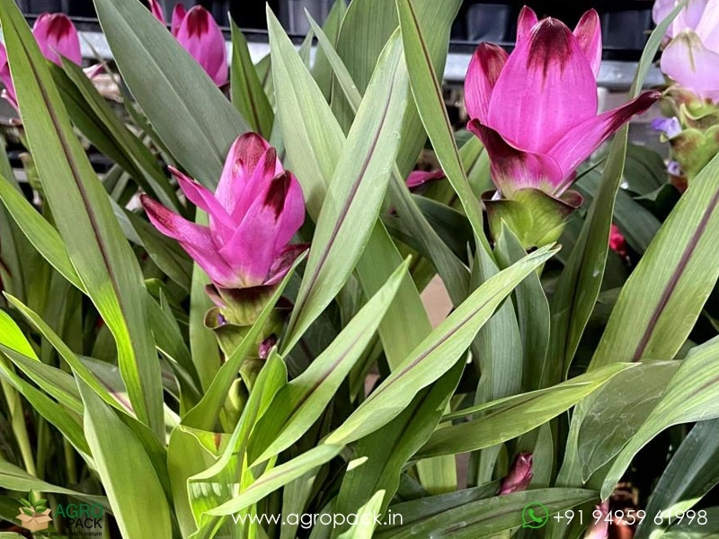 Pink-Siam-Tulip2