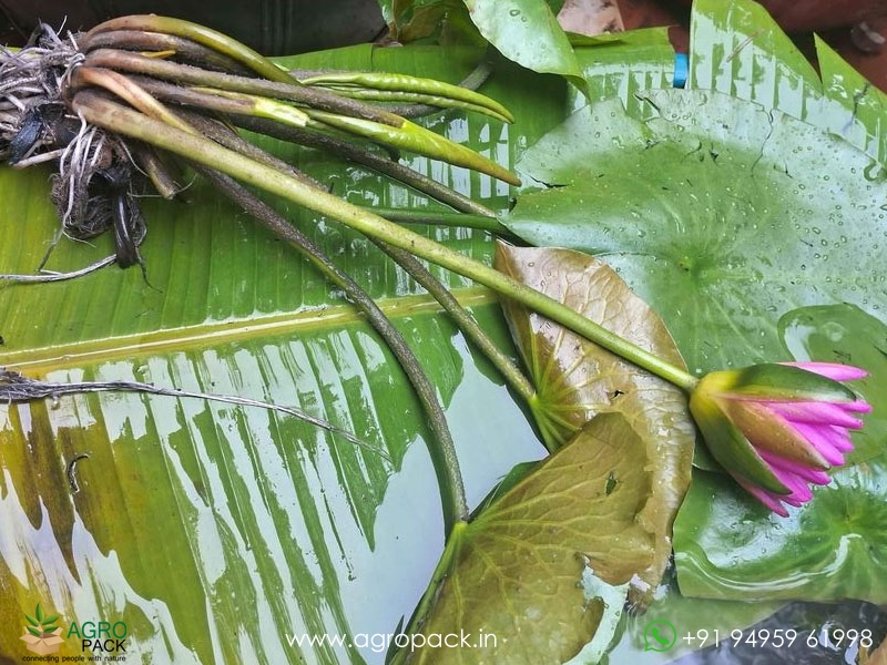 Pink-Silk-Water-Lilly1