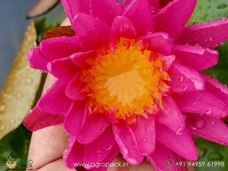 Pink-Silk-Water-Lilly2