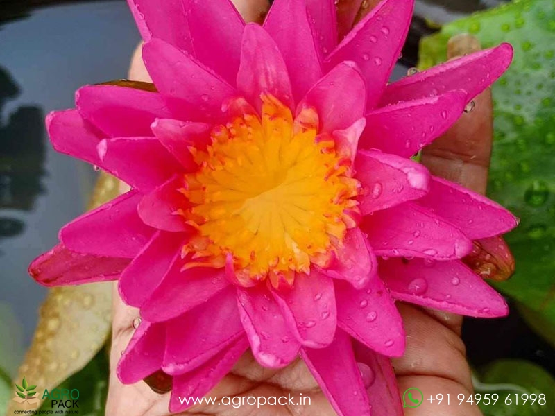 Pink-Silk-Water-Lilly3