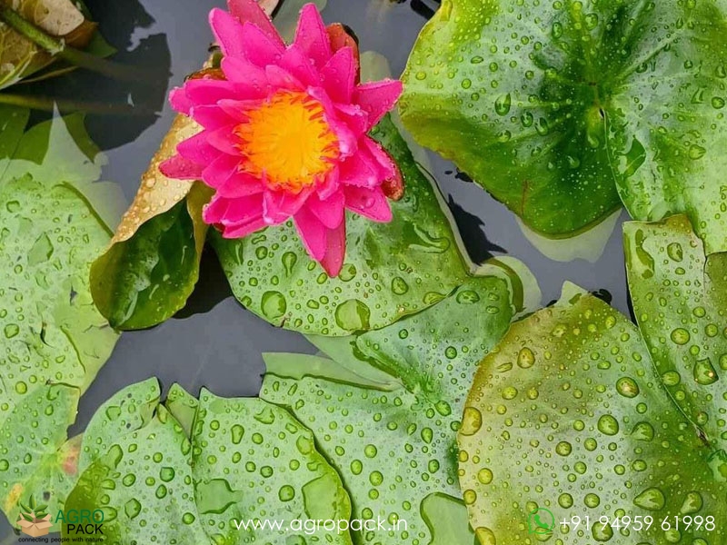 Pink-Silk-Water-Lilly4