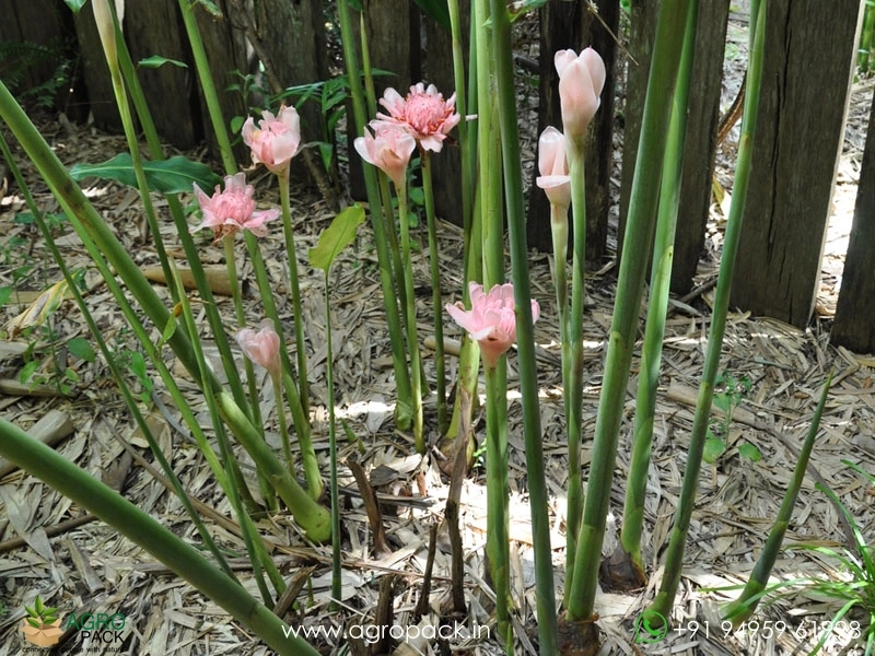 Pink-Torch-Ginger3