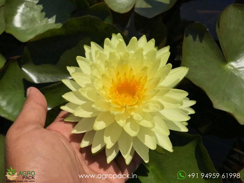 Pinwaree-Live-Hardy-Water-Lily1