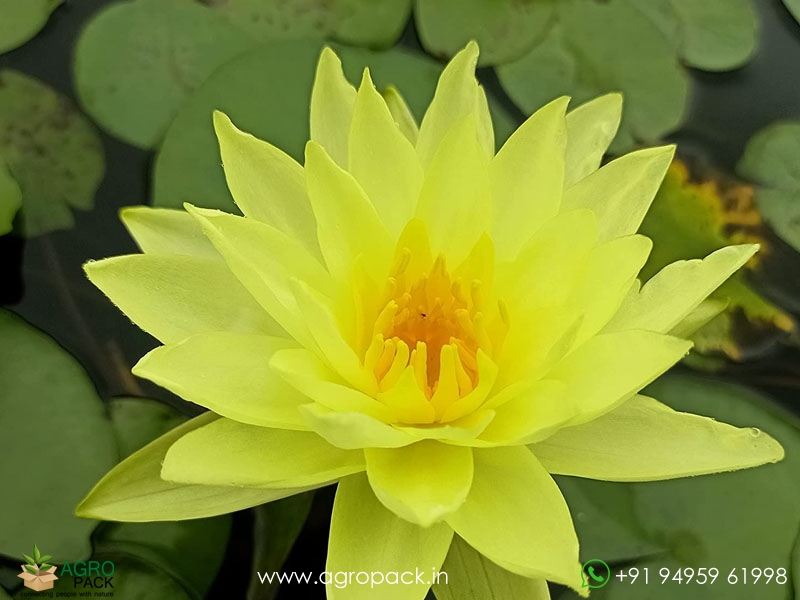 Pinwaree-Live-Hardy-Water-Lily3