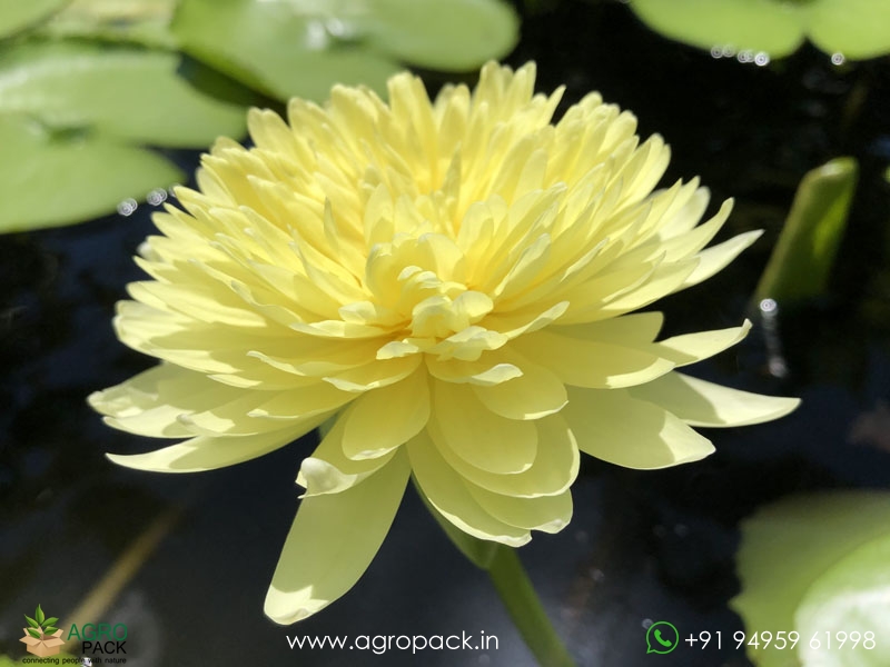 Pinwaree-Live-Hardy-Water-Lily4