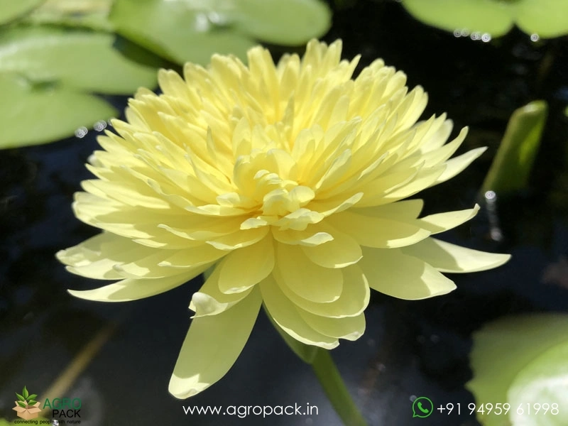 Pinwaree-Live-Hardy-Water-Lily4