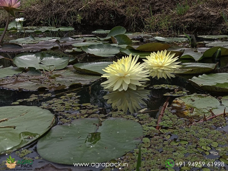 Pinwaree-Live-Hardy-Water-Lily5