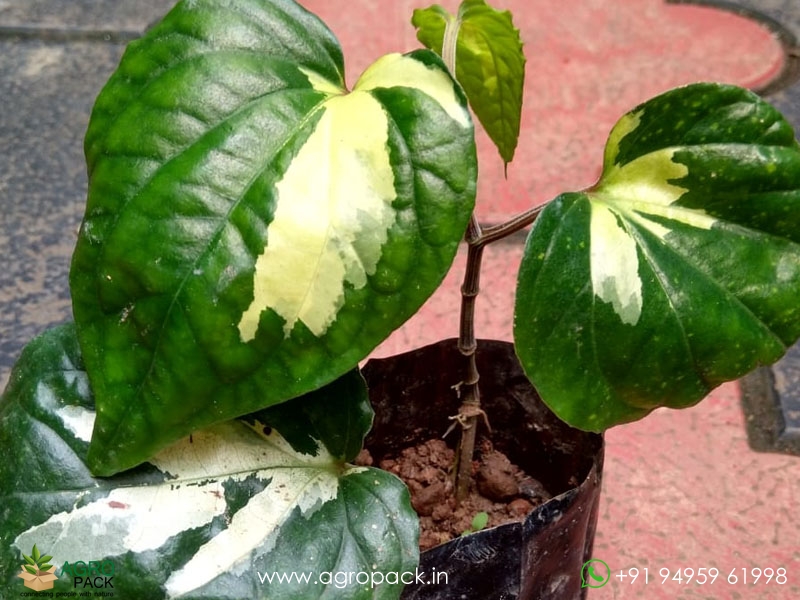 Piper-Aurea-Variegated1