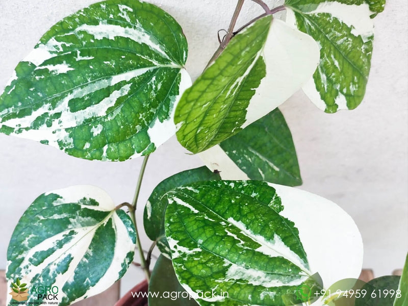 Piper-Aurea-Variegated2