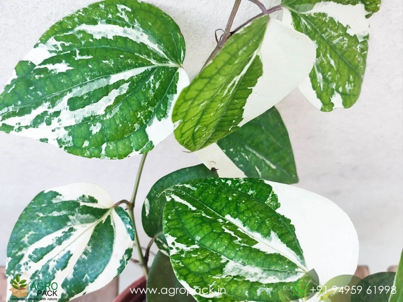 Piper-Aurea-Variegated2