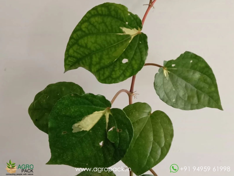 Piper-Aurea-Variegated3