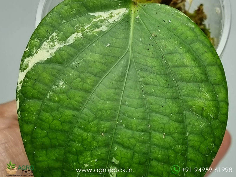 Piper-Aurea-Variegated4