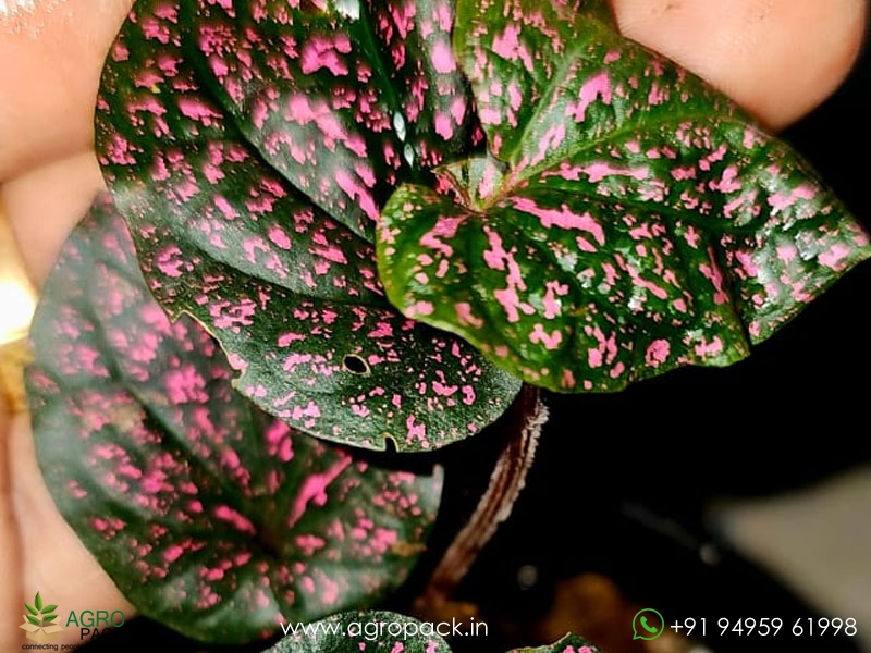 Piper-Papua-Pink1