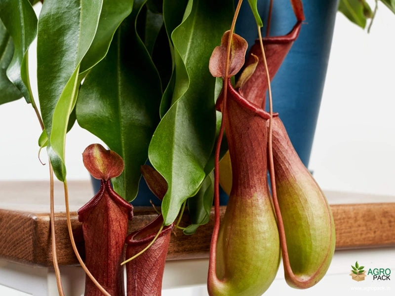 Pitcher-plant1