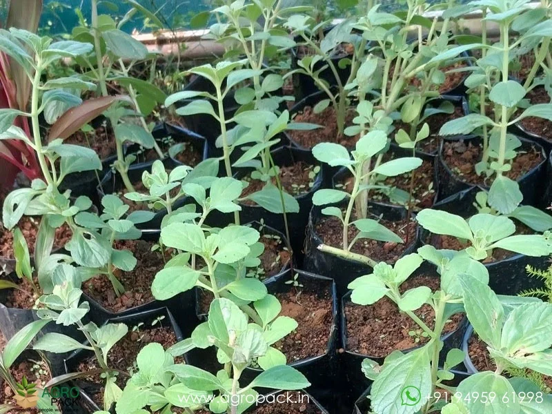 Plectranthus-hadiensis4