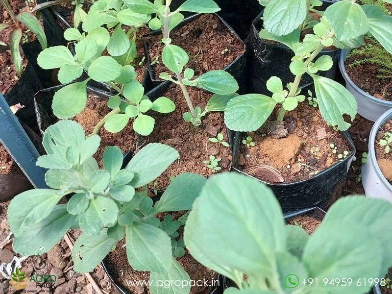 Plectranthus-hadiensis5