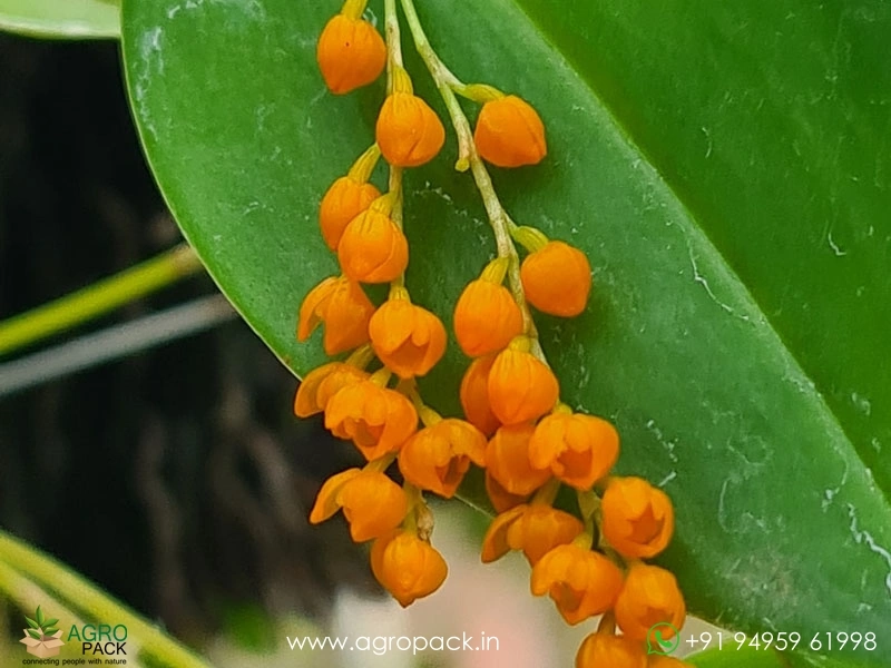 Pleurothallis-truncata3