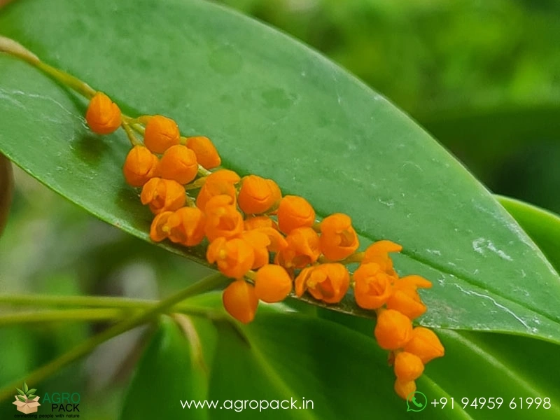 Pleurothallis-truncata6